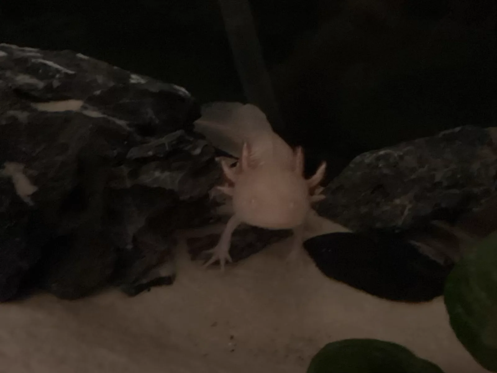 Real axolotl photo