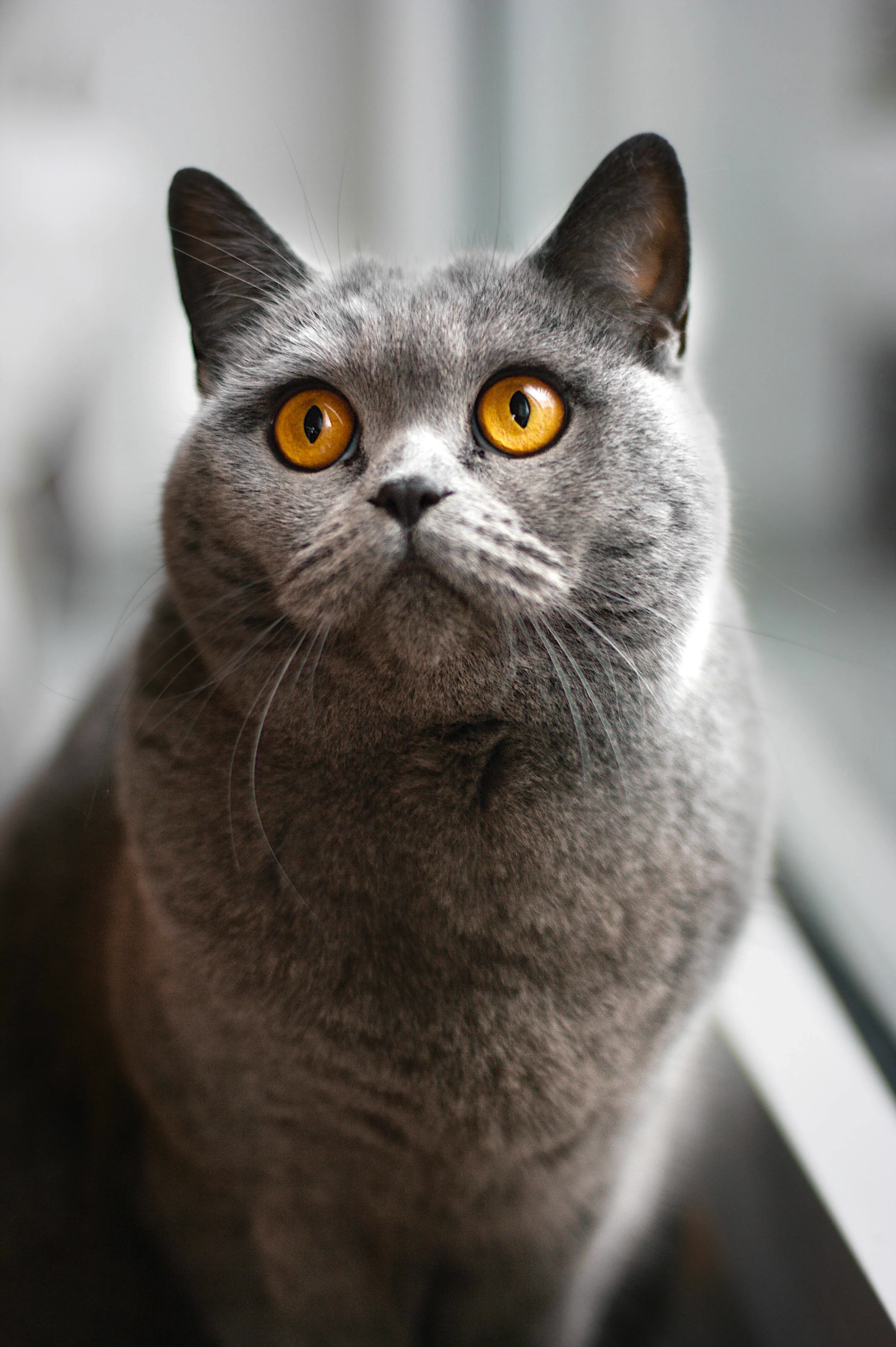 Real cat photo
