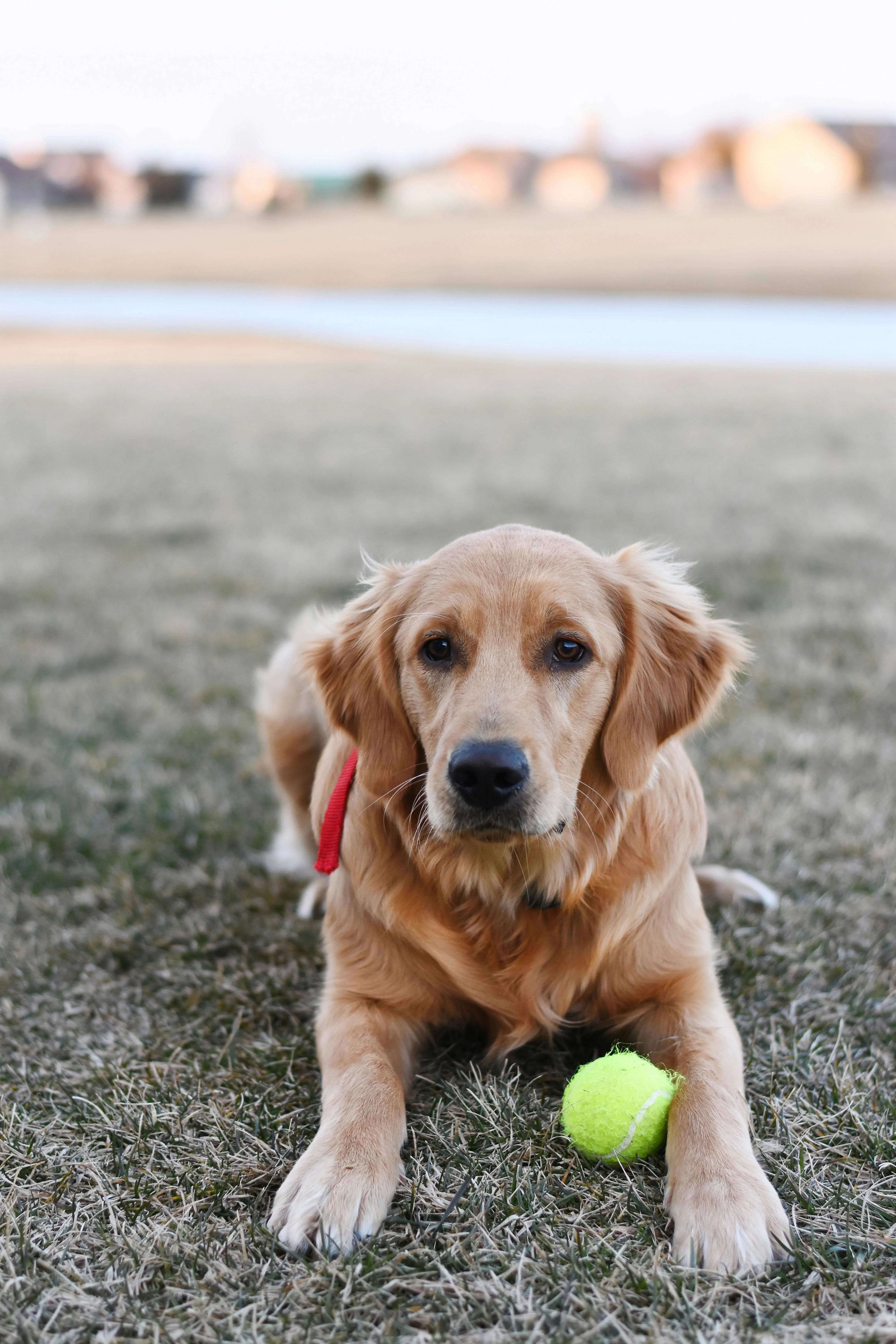 Real Golden Retriever photo