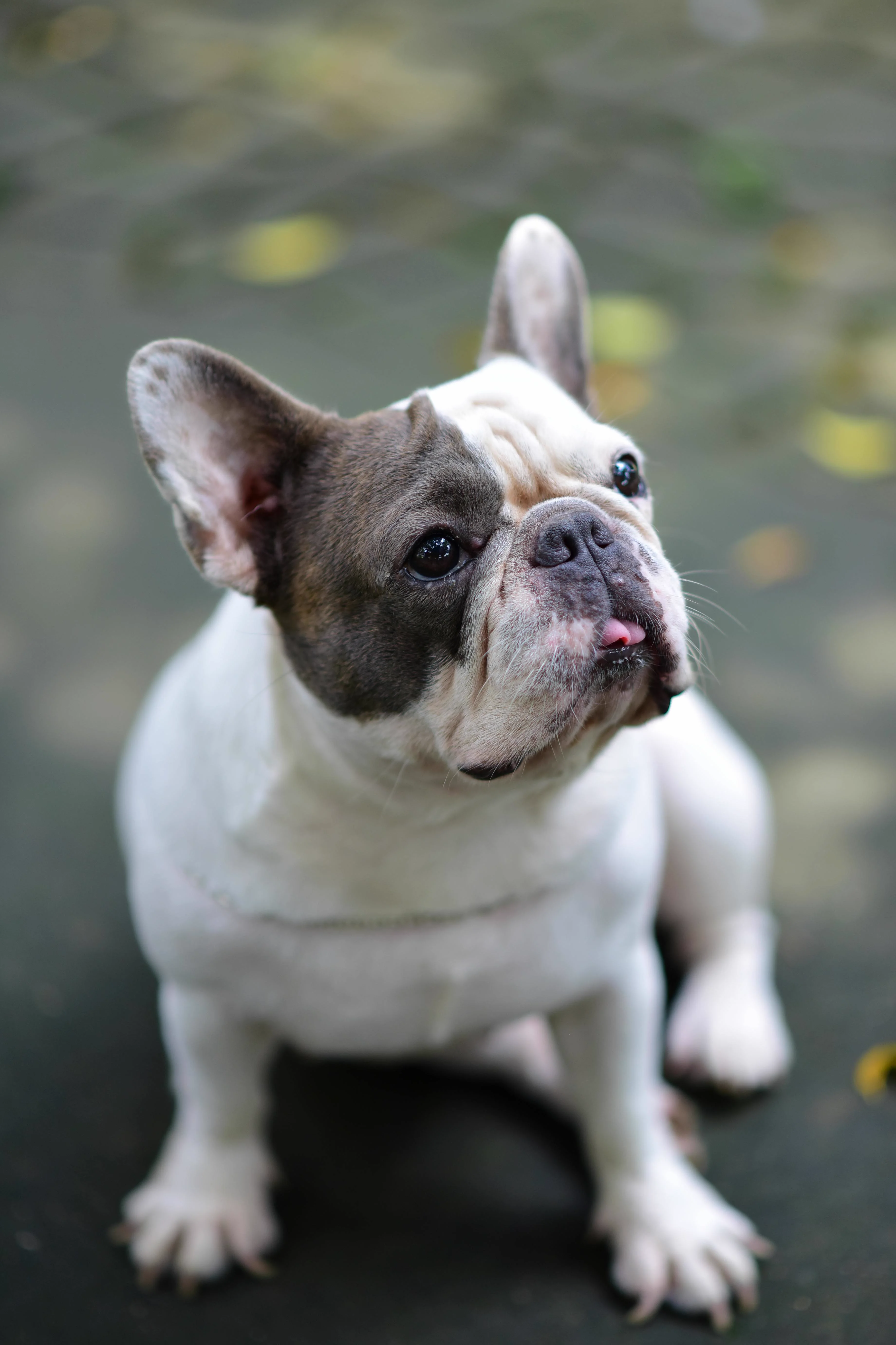 Real French Bulldog photo