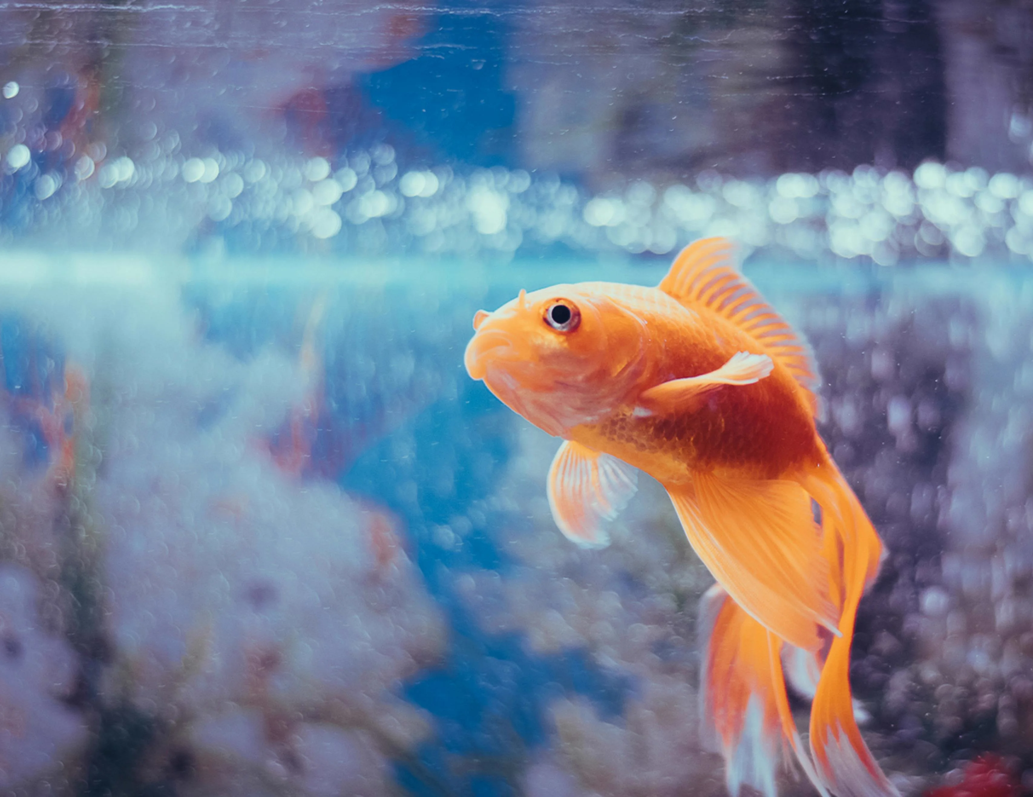 Real goldfish photo