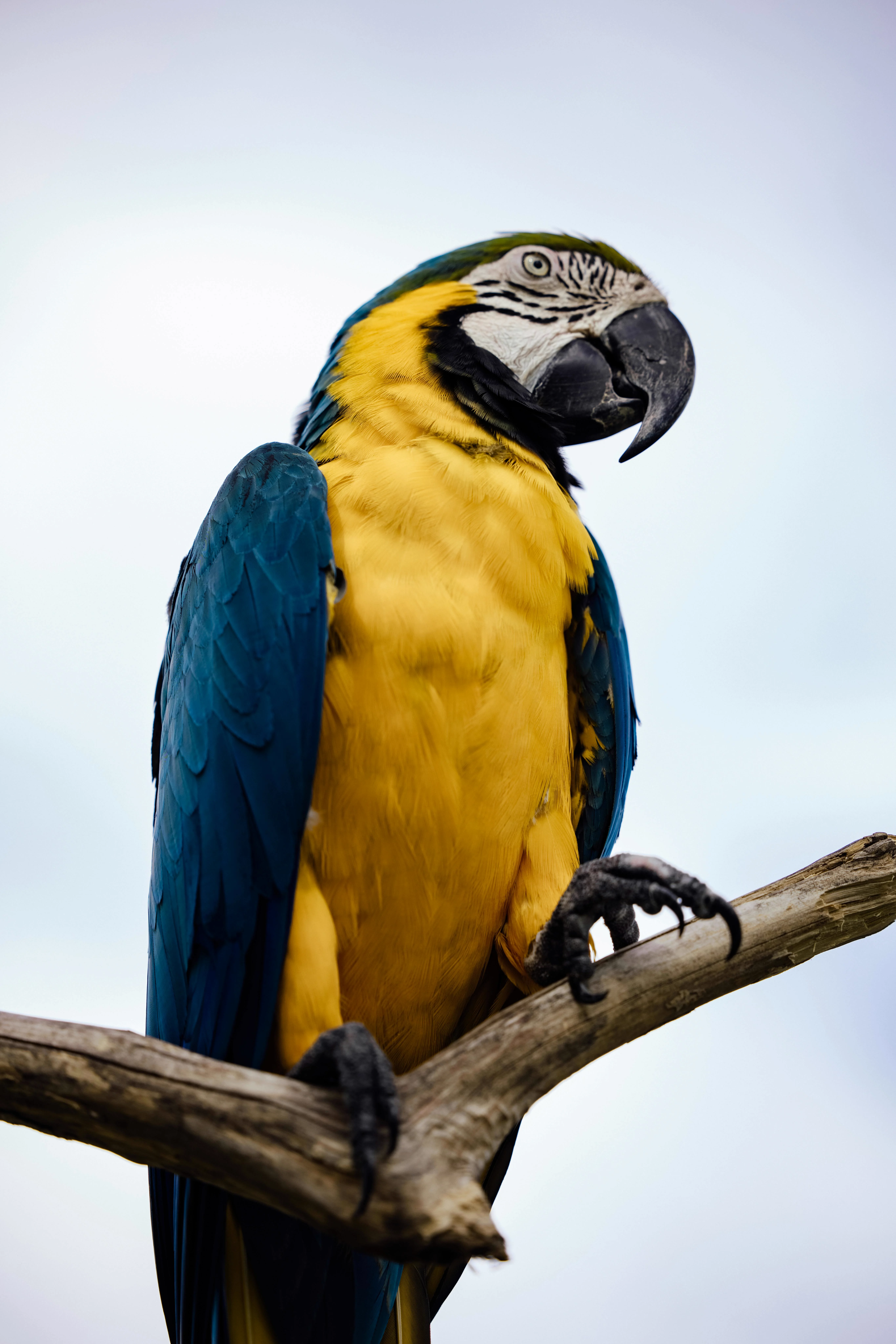Real scarlet macaw photo