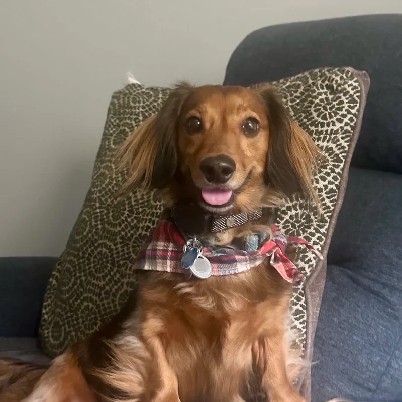 Real photo of Louie the dog